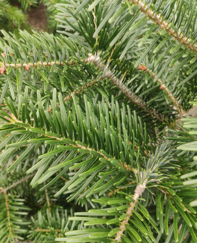 Abies Normanniana
