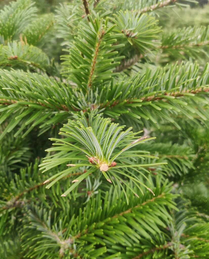 Abies Normanniana